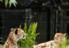 Chester Zoo Visitor Guide: Tickets, Opening Times and Things to See Chester Zoo