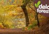 Delamere Forest Delamere Forest